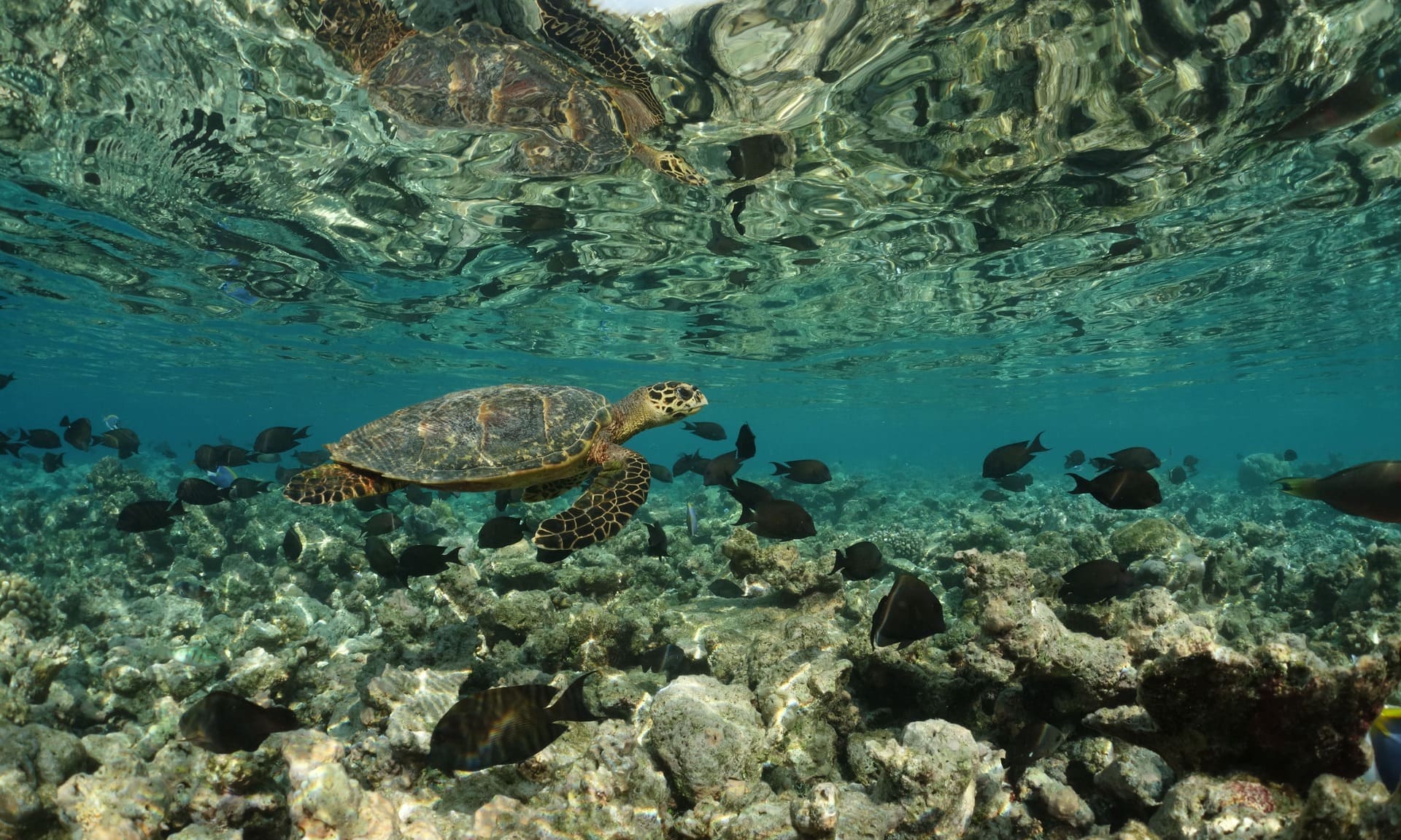 Ocean Indien